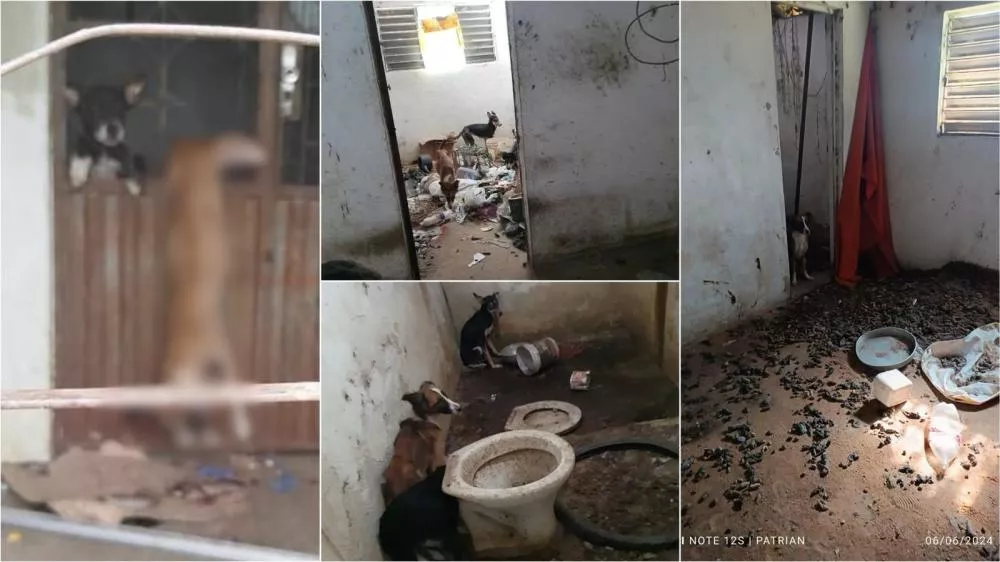 Repugnante: Grave caso de maus-tratos a animais é descoberto no bairro Alto da Tubiba, em Patos, após denúncia anônima; Sargento Patrian fala sobre o caso