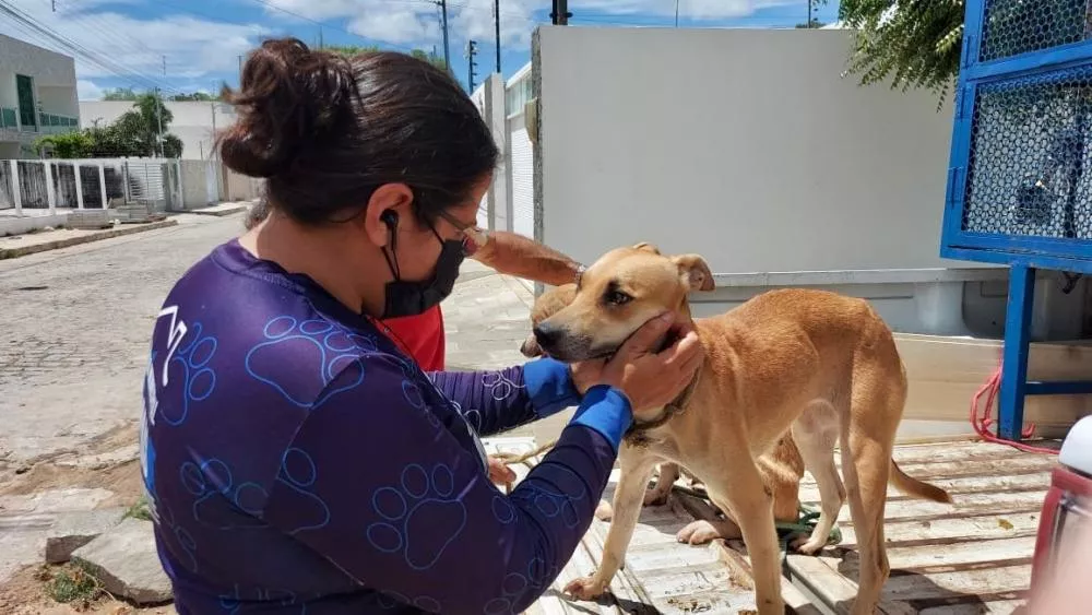Após cobrança de vereador sobre conserto de veículo para recolhimento de animais, secretária se pronuncia