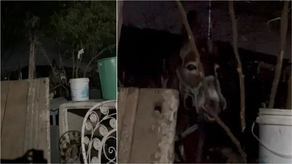 Trabalhador do Sítio Serrote Liso, em Patos, tem jumento furtado e faz apelo para encontrar animal