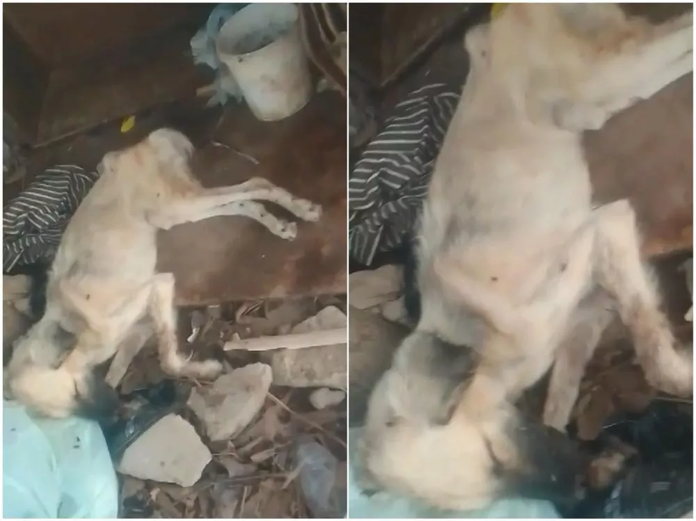 Moradores de Rua Nabor Barbosa, no bairro da Maternidade, pedem socorro para cachorrinha adoentada há dias