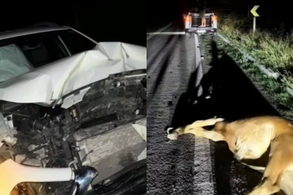 Empresário de Piancó fica ferido após se envolver em acidente com animais na BR-361