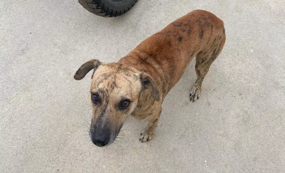 Homem procura cachorro desaparecido no bairro dos Estados, em Patos, e oferece recompensa para quem encontrar