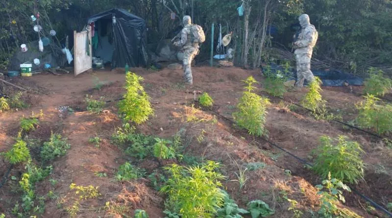 Polícia Militar da Paraíba descobre grande plantio de maconha com mais de 180 mil pés, durante operação no Cariri do Estado