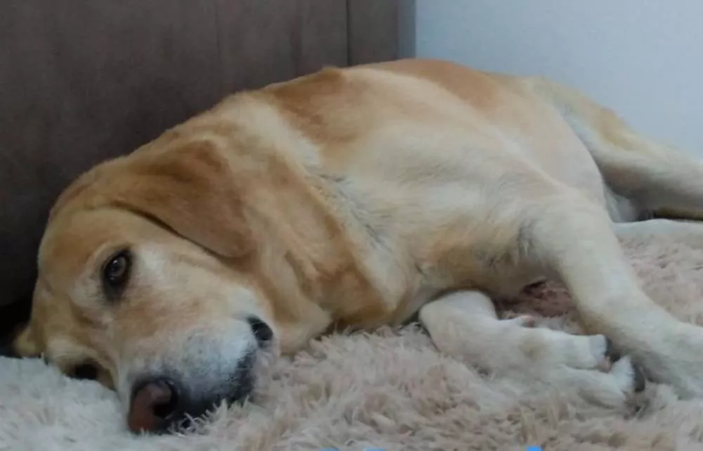 Família pede ajuda para encontrar cachorro de estimação da raça labrador que desapareceu no bairro da Maternidade