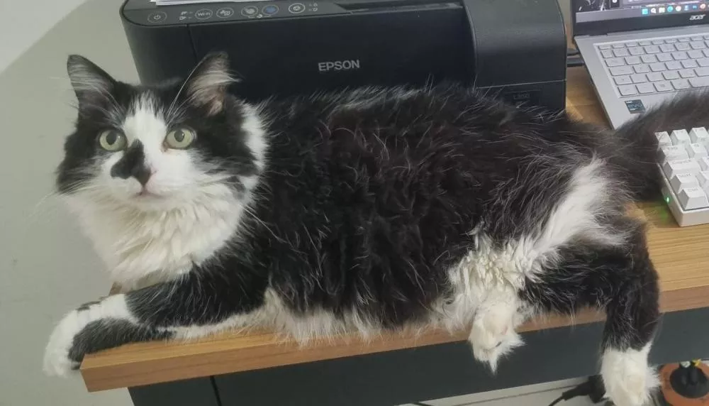 Gata de estimação desaparece em Patos e família oferece recompensa de R$ 1.000 para encontrá-la 