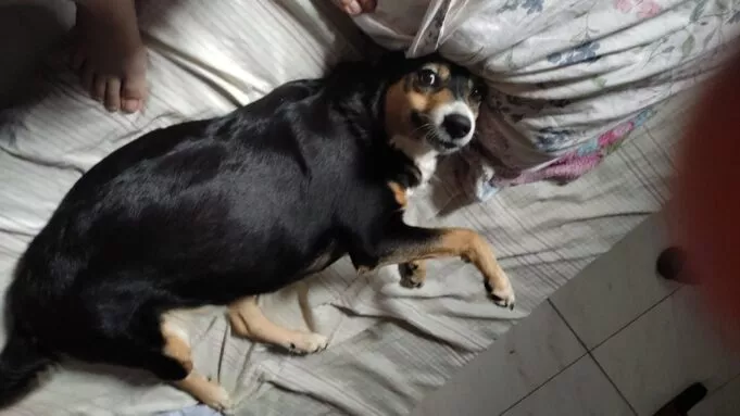 Mulher procura cadela de estimação que desapareceu próximo ao Espinho Branco, em Patos