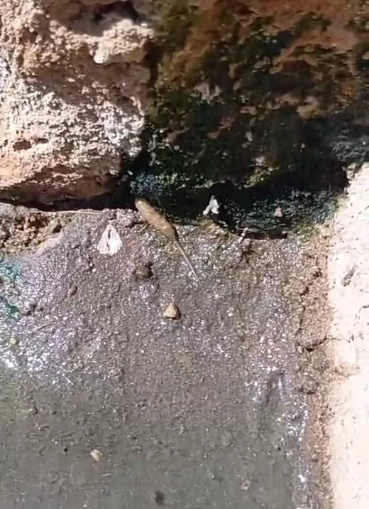 Em vídeo, moradora do bairro da Liberdade cobra conserto de galeria após água suja invadir seu muro com mal cheiro e dejetos