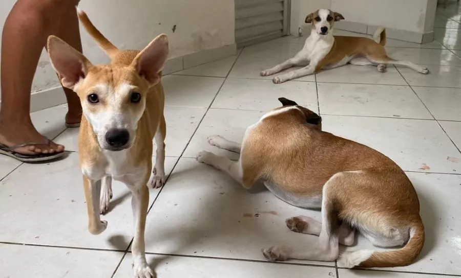 Foto: Polêmica Patos