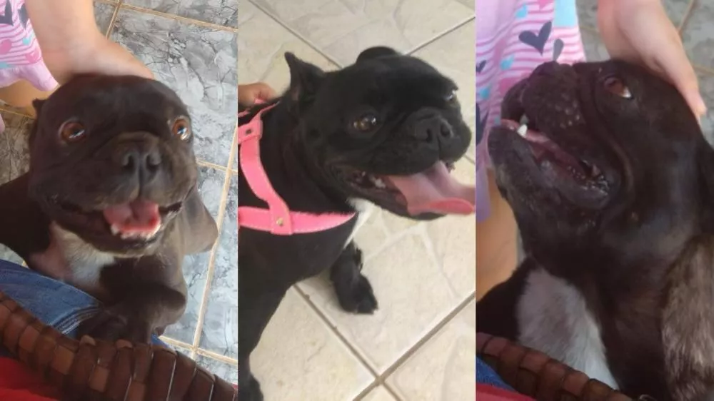 Família procura Bulldog Francês desaparecida na noite de São João em chácara entre Patos e Santa Terezinha-PB