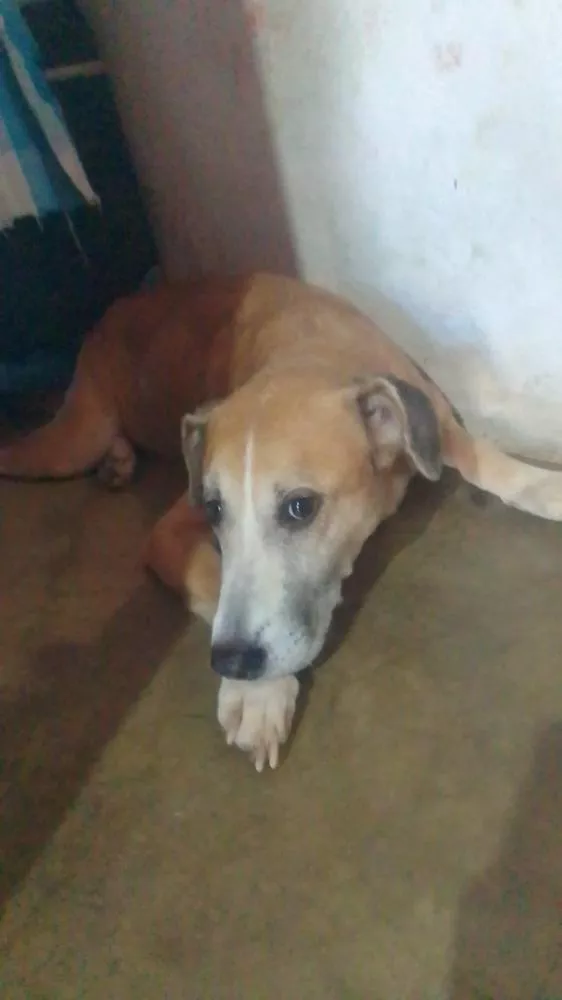 Homem precisa de doações para realizar tratamento em cadela e pede ajuda