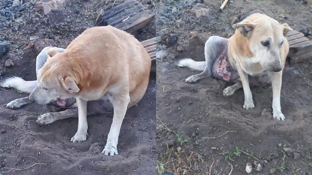 Moradora do bairro Santa Clara pede ajuda para cadela de rua que está ferida