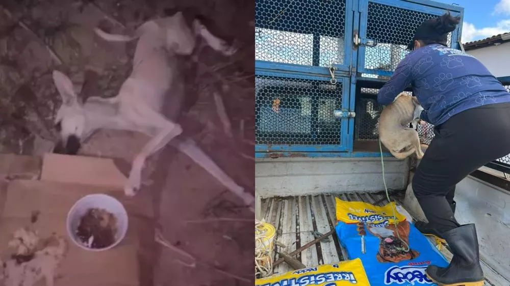 Após apelo, cadela abandonada em situação crítica no Bairro Santa Cecília é resgatada pelas equipes do Canil Municipal e tem suspeita de Cinomose