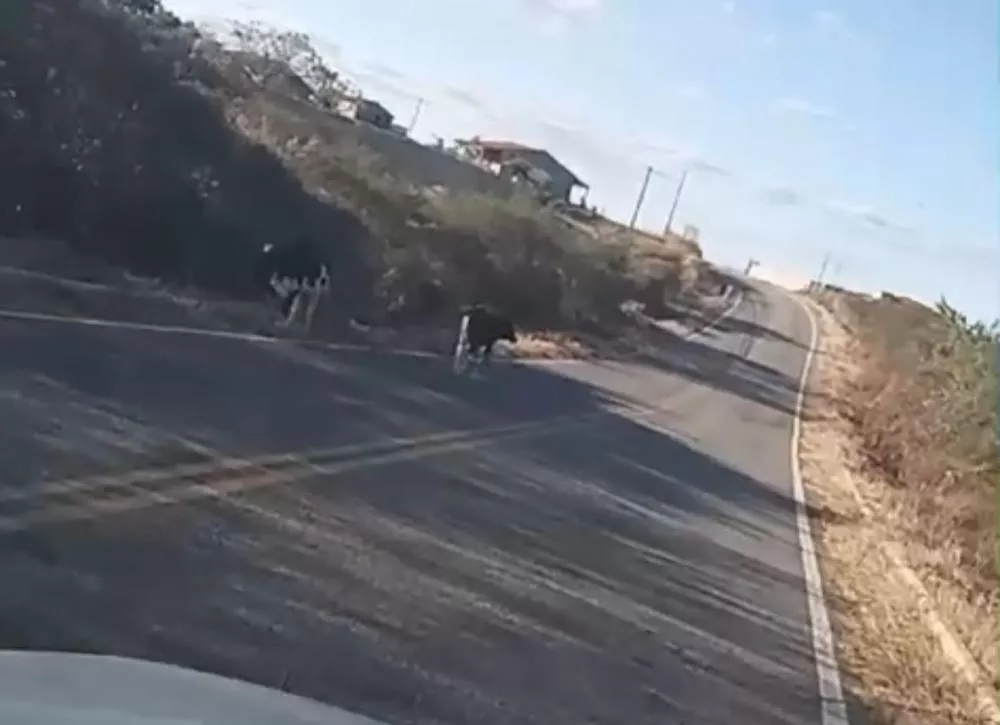 Animais soltos em rodovia quase provocam acidente com carreta no Vale do Piancó nesta quarta-feira (24); veja o vídeo
