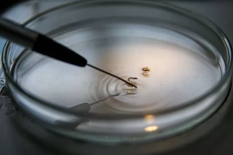 Ministério da Saúde confirma duas mortes por febre oropouche no Brasil; as primeiras do mundo