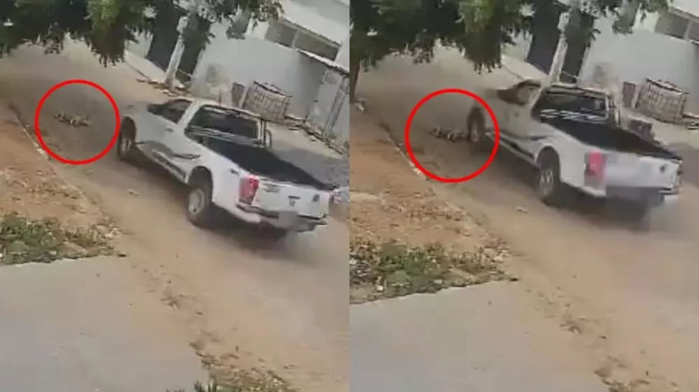 Foto: Reprodução/Patosonline