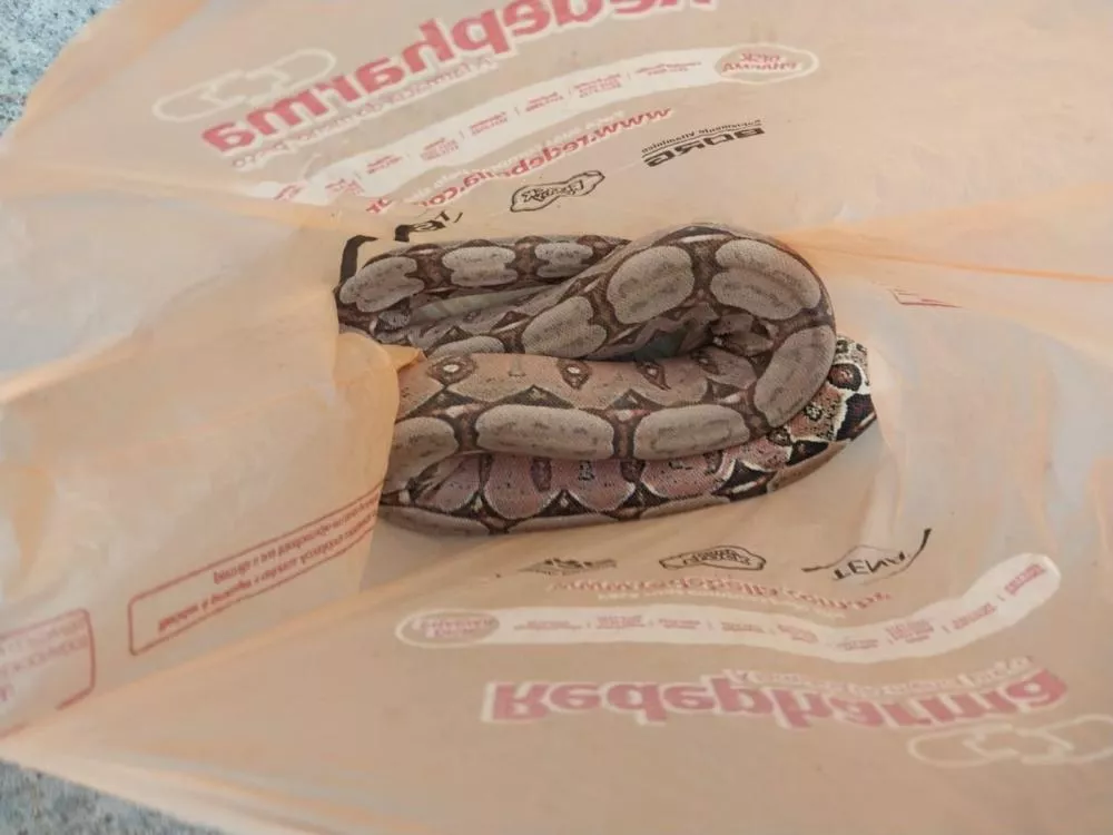 Cobra jiboia é encontrada em avenida no Centro de Patos, mas acaba morta por veículos