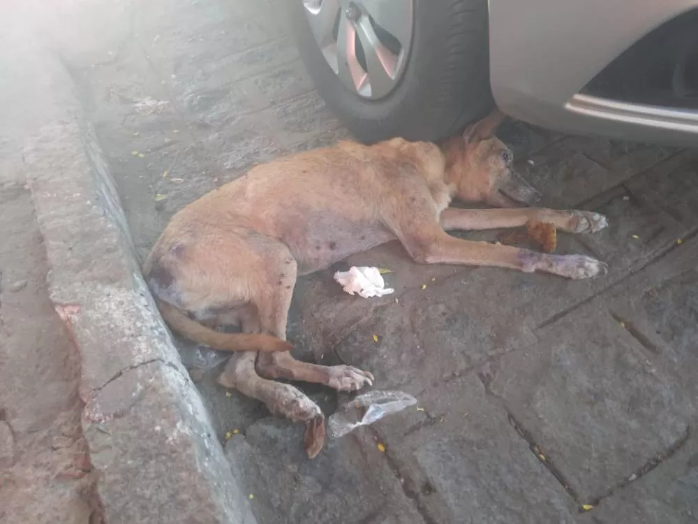 Internauta pede ajuda para cãozinho de rua em situação crítica próximo à Cruz da Menina, em Patos
