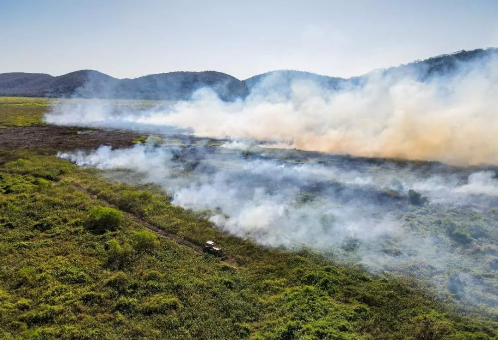 Pantanal em chamas: Área atingida já de 1,3 mil de hectares, aumento de 143% 