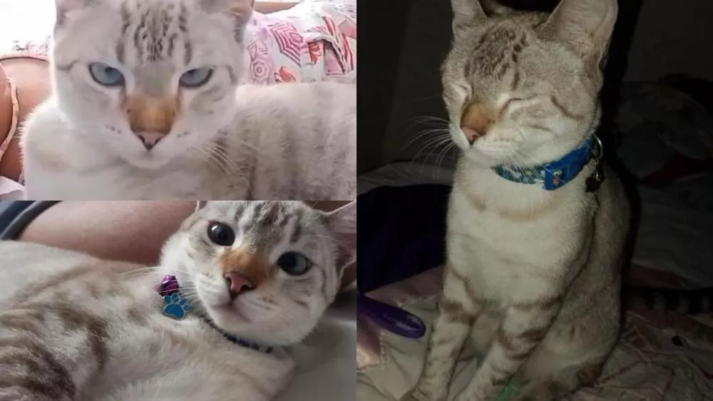 Família procura por gato desaparecido no Centro de Patos desde a última quarta-feira (07)