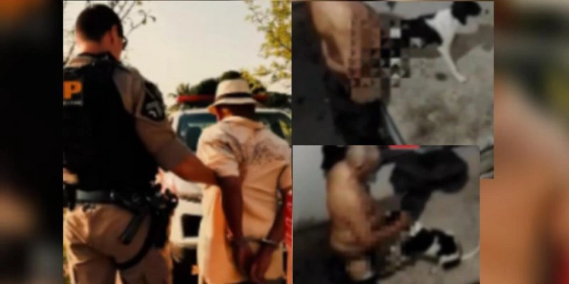 Idoso é preso na Paraíba por praticar ato libidinoso com cadela; confira