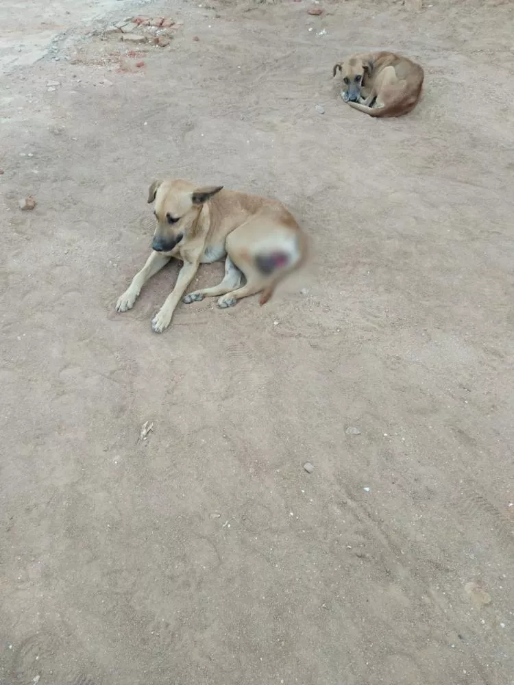  Internautas pedem ajuda para cachorro de rua em situação difícil próximo ao Colégio Coriolano de Medeiros