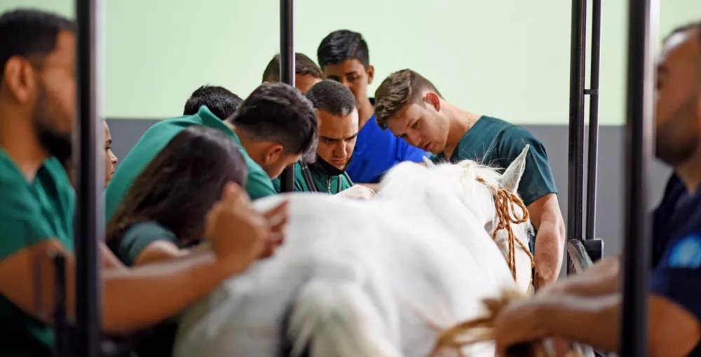 Hvet de grandes animais realiza cirurgia veterinária inédita com participação de alunos