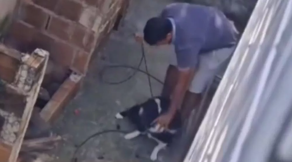 Maus-tratos: homem é preso em João Pessoa por agredir cão com cabos elétricos