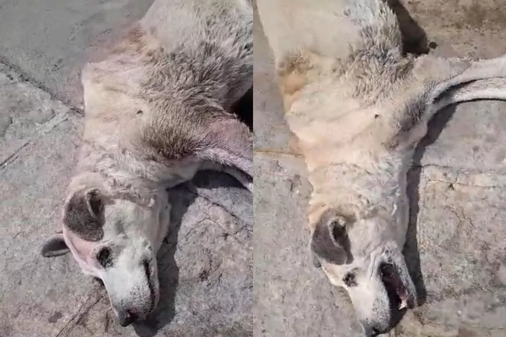 Cidadão pede ajuda para cachorro em situação crítica na Rua Pedro Moura, no bairro São Sebastião