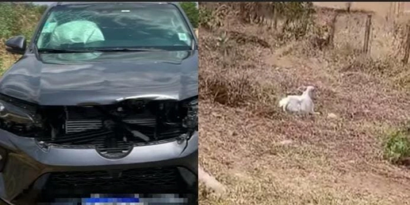 Presidente da OAB no Vale do Piancó sofre acidente após colidir com animal solto na pista