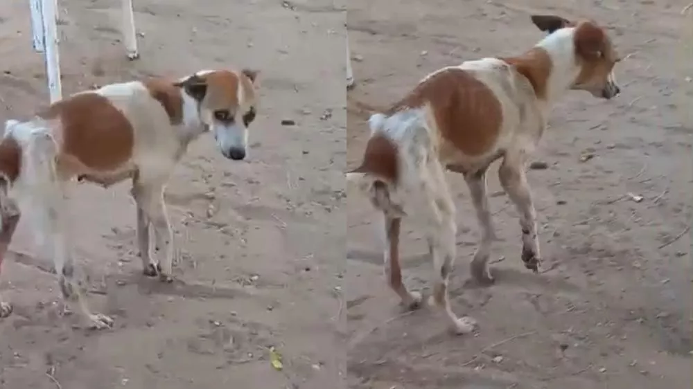 Internauta pede ajuda para cachorrinha espancada que precisa de resgate e cuidados em Patos-PB