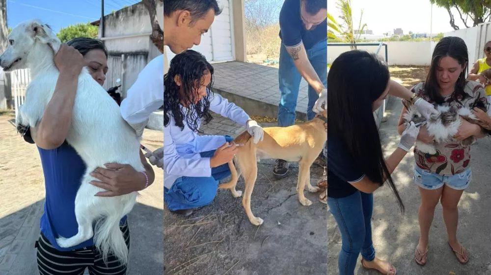 Patos inicia campanha antirrábica com sucesso: mais de 2 mil animais já foram vacinados