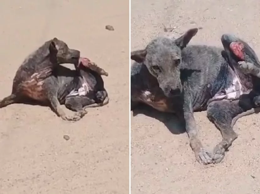 Reprodução: Redes Sociais