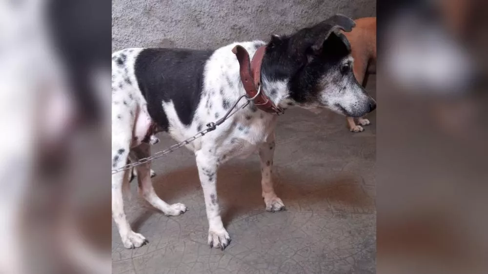 Moradora de Vista Serrana busca por cachorro desaparecido há 11 dias em Patos