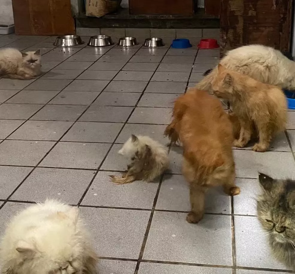 Canil clandestino com mais de 40 animais é fechado em João Pessoa