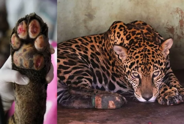 Saul Schramm/Governo do MS