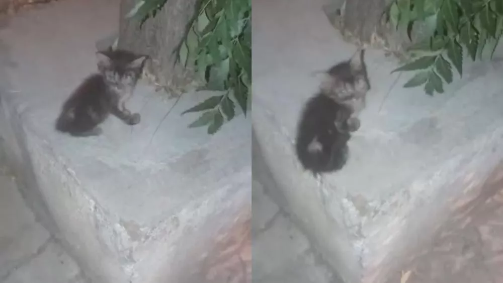 Moradora do bairro Belo Horizonte relata abandono de filhote de gato doente na Rua Laurenio de Queiroz