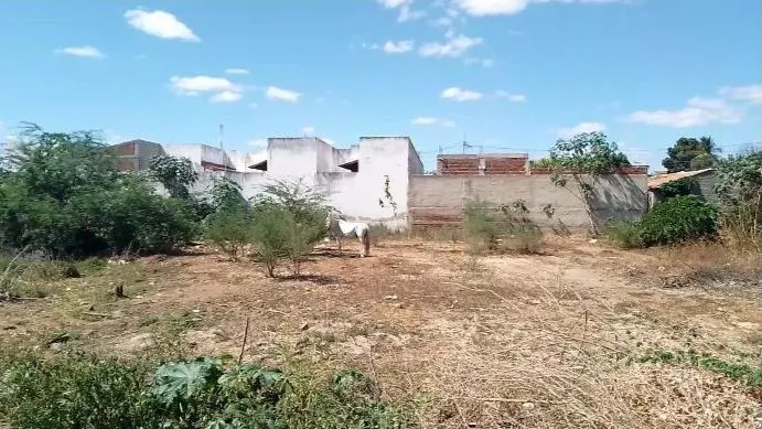 Internauta relata abandono de cavalo há cerca de três dias no bairro São Sebastião