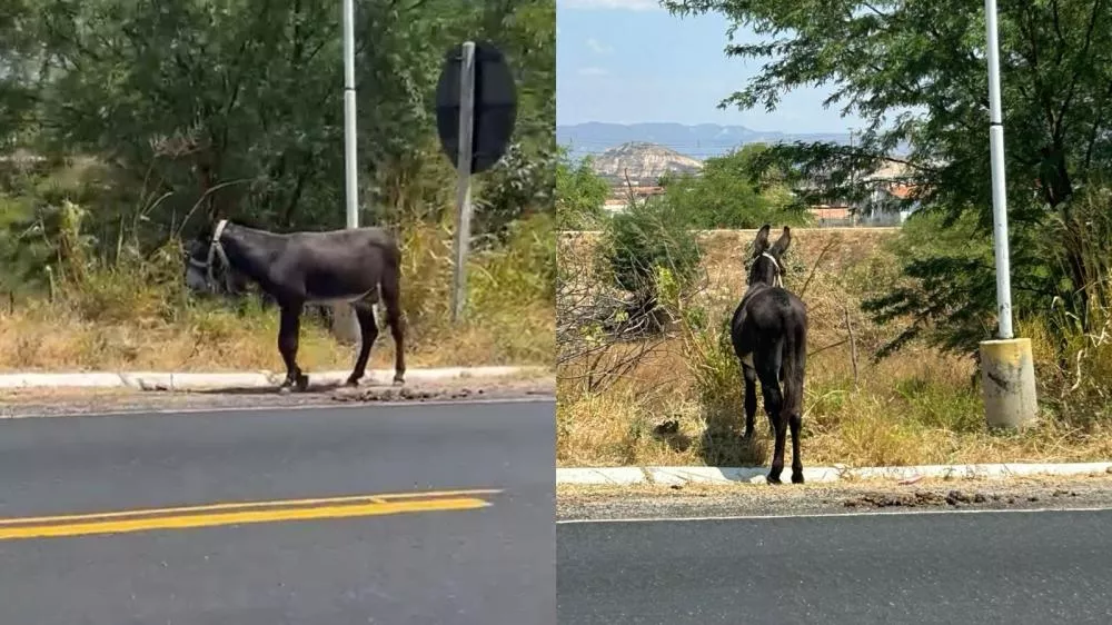 Internauta flagra animal amarrado sob o sol às margens da BR-230, em Patos, e pede ajuda para resgate