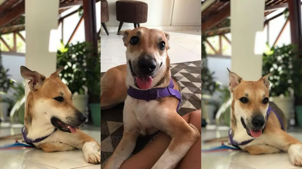 Cadelinha é encontrada nas proximidades do UNIFIP em Patos e cuidadores tentam localizar tutor