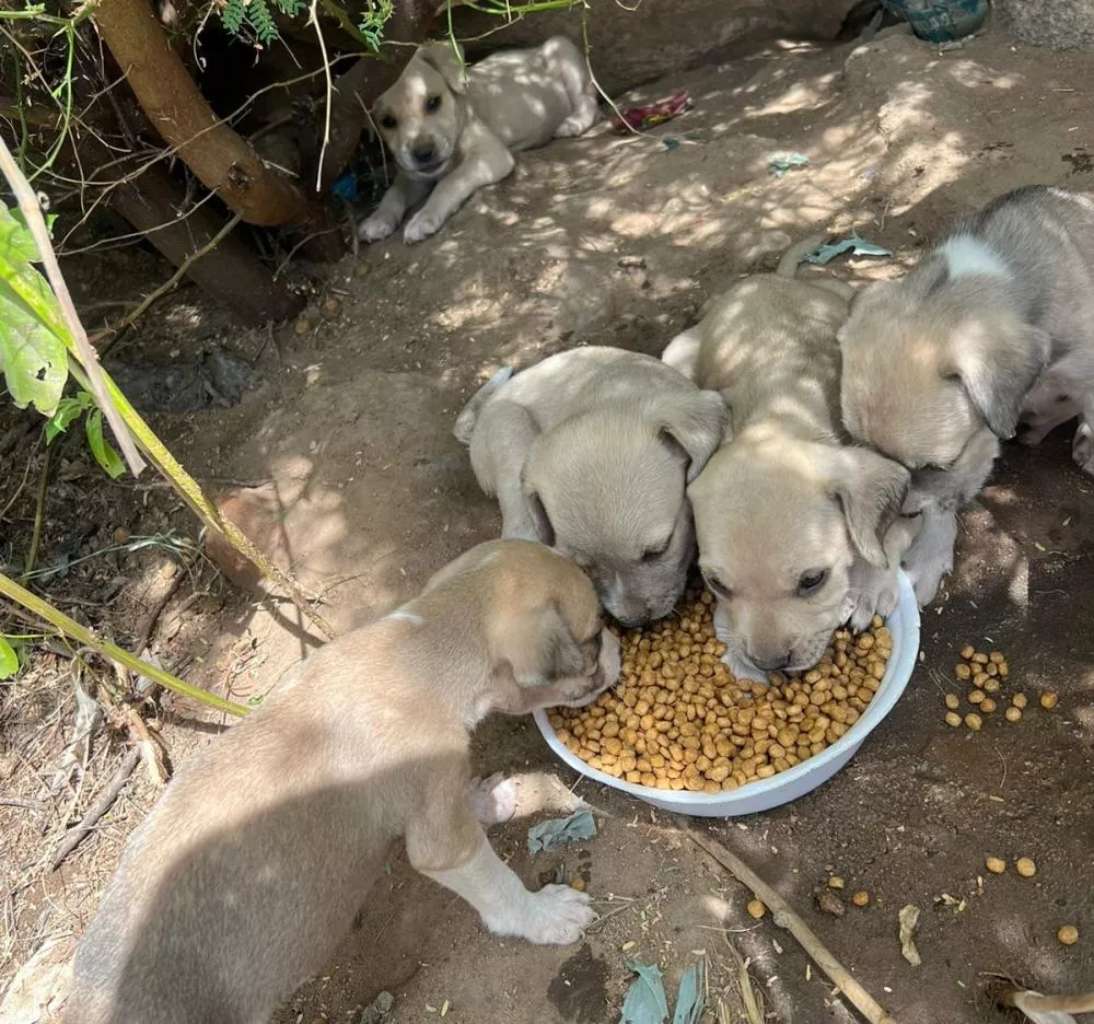 Protetores de animais relatam ameaçãs de morte após alimentar cães de rua em Patos-PB