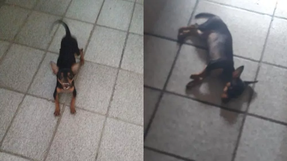 Família procura cachorrinho desaparecido no bairro Santo Antônio, em Patos