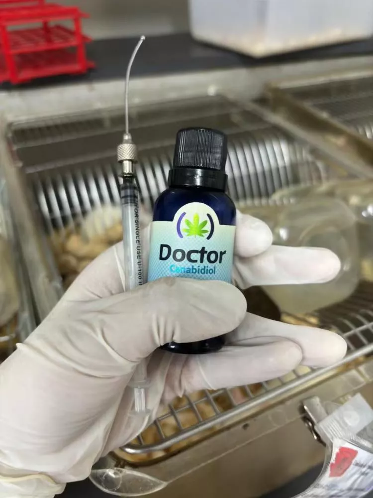 Pesquisa da UFPB identifica benefícios de óleo derivado da maconha no tratamento da hipertensão