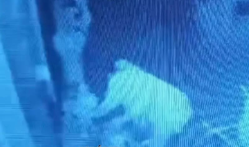 Mulher é flagrada furtando plantas durante a madrugada no bairro Jatobá; vizinhança relata casos recorrentes