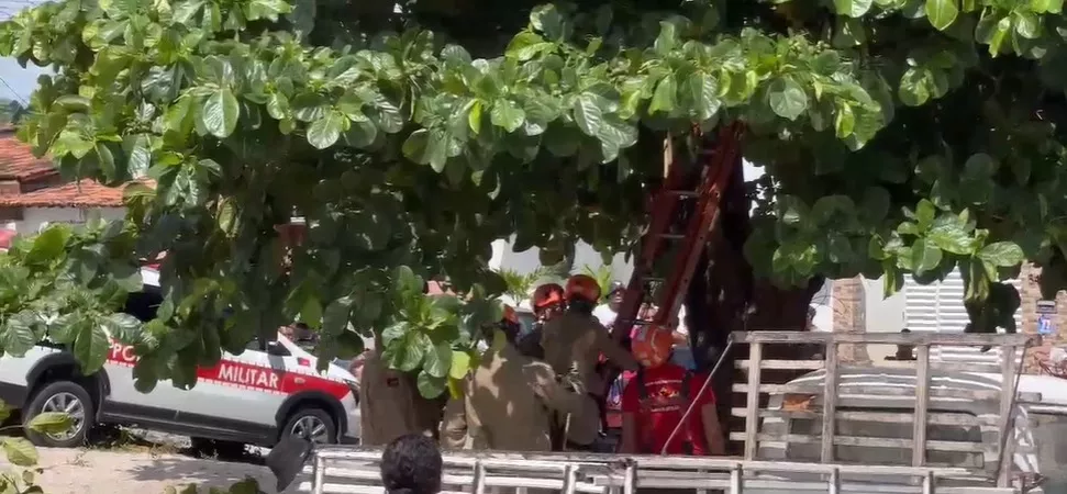 Jovem morre eletrocutado enquanto realizava trabalho de poda e fica preso em árvore, em João Pessoa