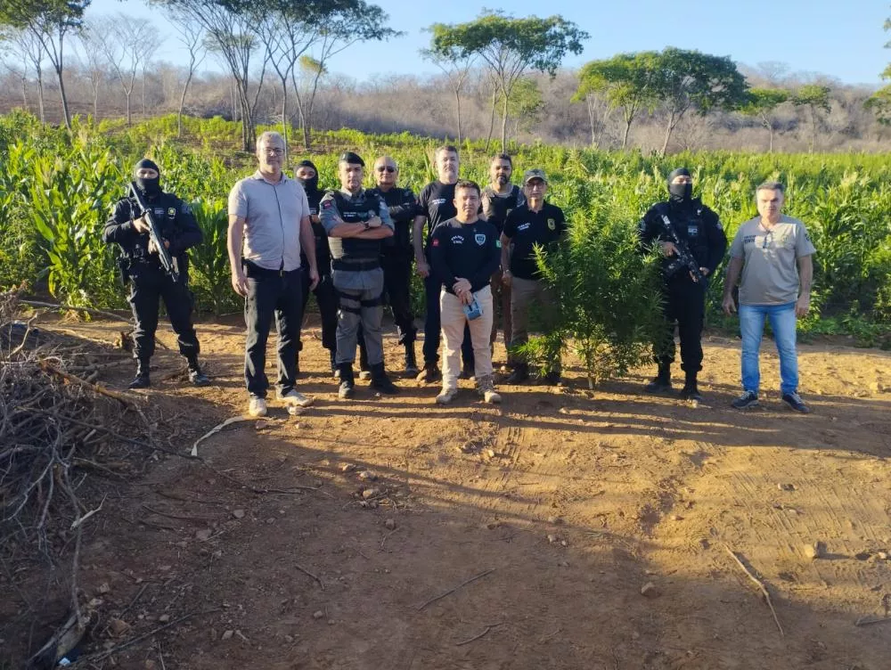Operação das Polícias Civil e Militar destrói plantação com mais de 60 mil pés de maconha na zona rural de Malta