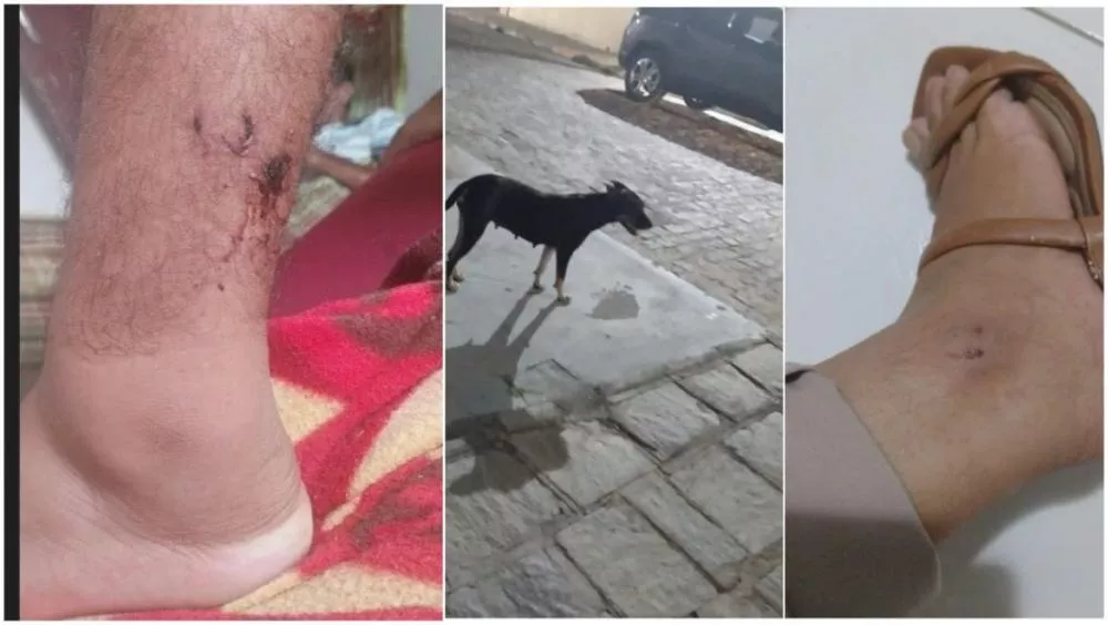 Moradores de Patos recorrem ao Ministério Público após ataques de cães de rua