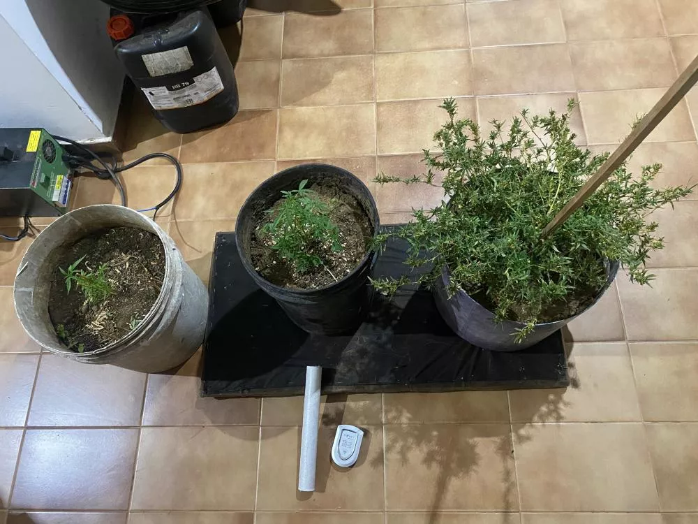 Polícia Militar apreende pés de maconha e materiais para cultivo e embalagem de entorpecentes no bairro Monte Castelo, em Patos