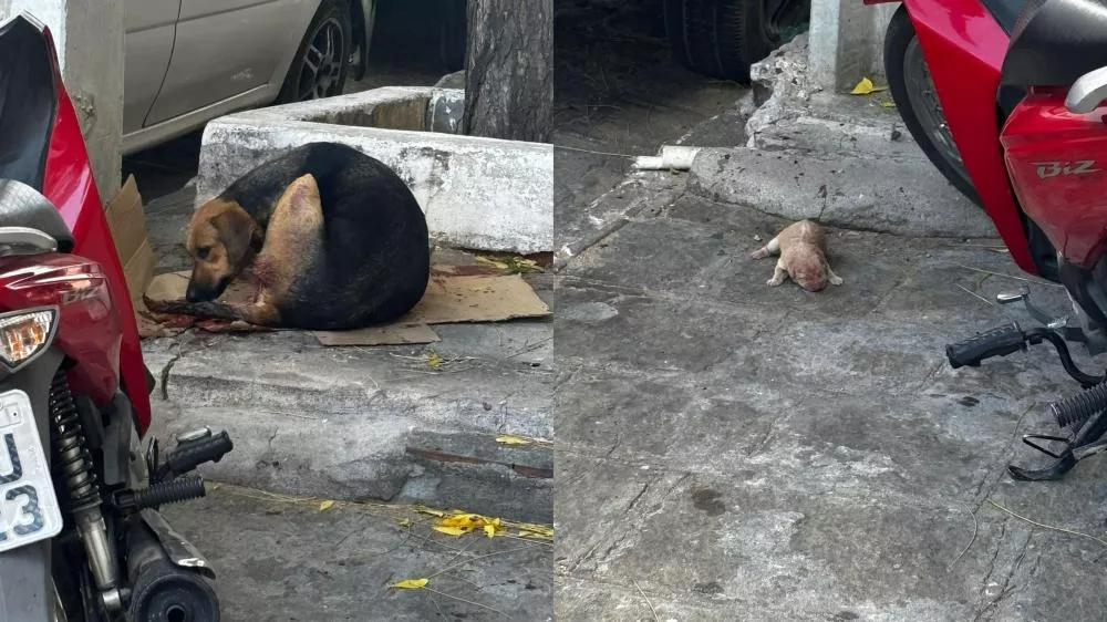 Cadelinha em trabalho de parto comove moradores do bairro Belo Horizonte, em Patos-PB