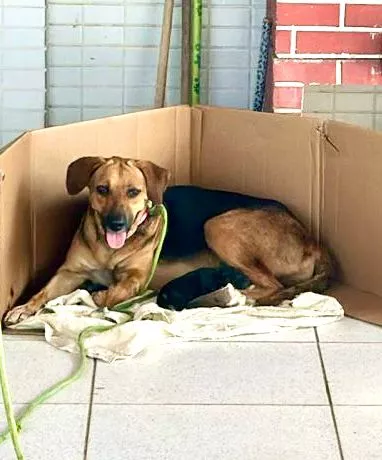 Resgate da cadela Hera e seus 5 filhotes mobiliza protetores de animais em Patos-PB