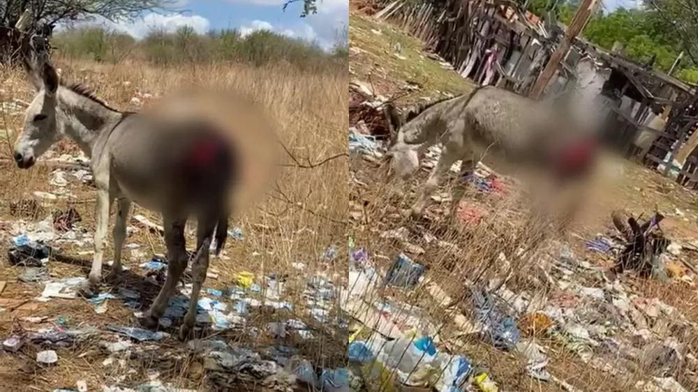 Jumento gravemente ferido é visto perambulando no bairro Sete Casas, em Patos, e moradora faz apelo por resgate